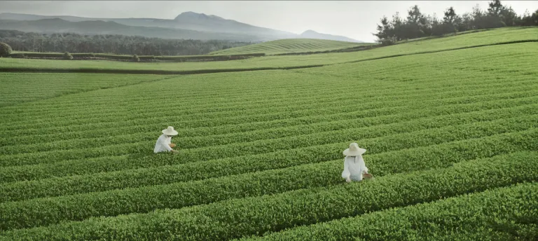 Wisata Musim Dingin Jeju, Korea Selatan - Osulloc Tea Museum
