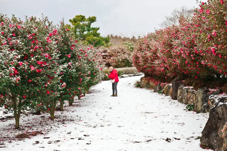 Wisata Musim Dingin Jeju, Korea Selatan - Camellia Hill