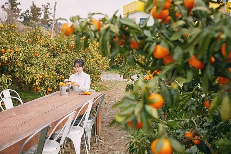 Wisata Musim Dingin Jeju, Korea Selatan - Analog Tangerine Farm