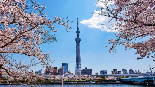 image for article Prediksi Mekarnya Bunga Sakura di Jepang 2026, Jadwal dan Spot Terbaik