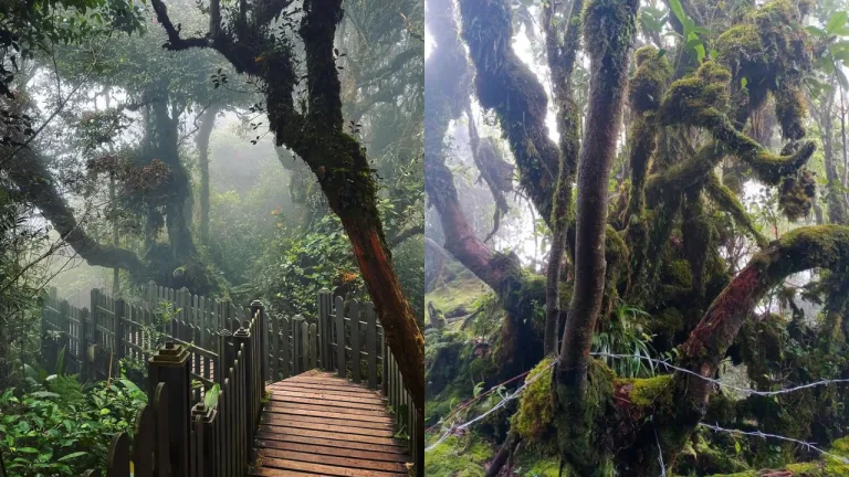 Wisata Cameron Highlands - Mossy Forest