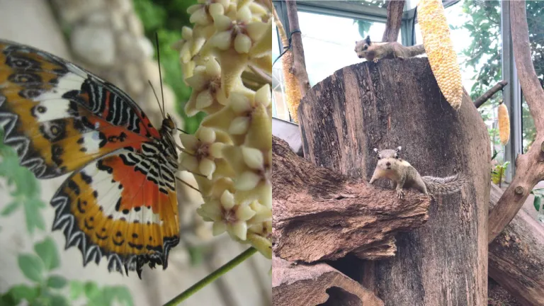 Wisata Cameron Highlands - Butterfly Farm