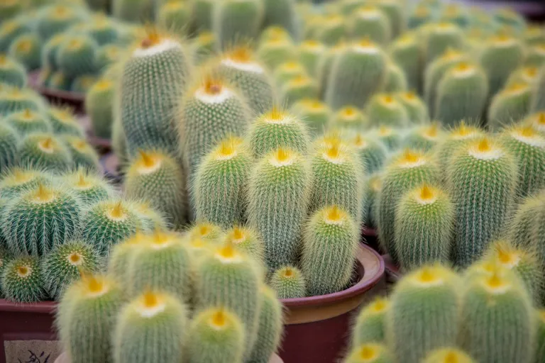 Wisata Cameron Highlands - Cactus Valley