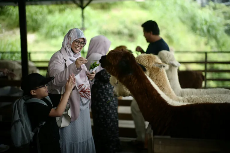 Wisata Cameron Highlands - The Sheep Sanctuary