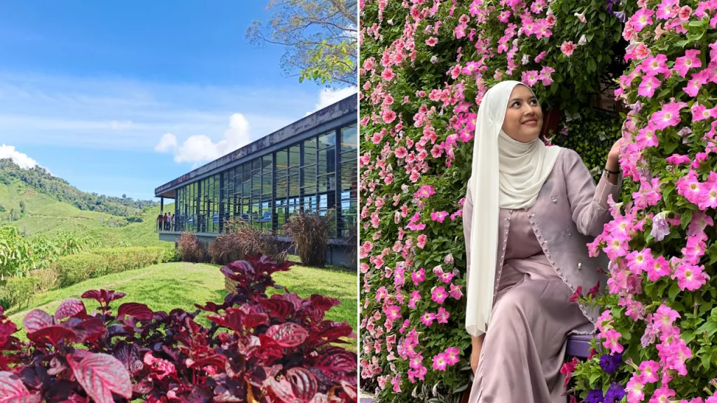 12 Destinasi Wisata di Cameron Highlands Untuk Liburan Berbeda di Malaysia