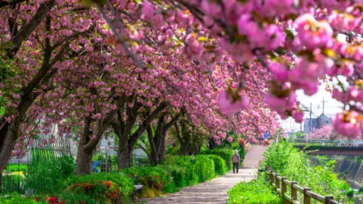 image for article Panduan Lengkap Sakura Kawazu Jepang: Spot Terindah, Festival Sakura, dan Cara Menuju Kawazu