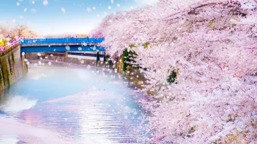 image for article Panduan Lengkap Menikmati Sakura di Nakameguro, Tokyo Jepang
