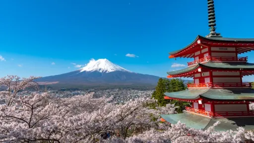 image for article Festival Sakura Ikonik di Gunung Fuji Batal Digelar Tahun 2026, Ini Yang Harus Kamu Tahu