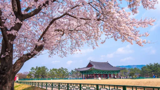 image for article 9 Spot Sakura Paling Instagramable di Jeju: Lokasi Tersembunyi hingga Terpopuler