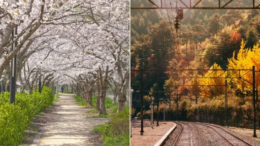image for article Jelajahi Korea Selatan Lewat Jendela Kereta di 6 Rute Paling Estetik