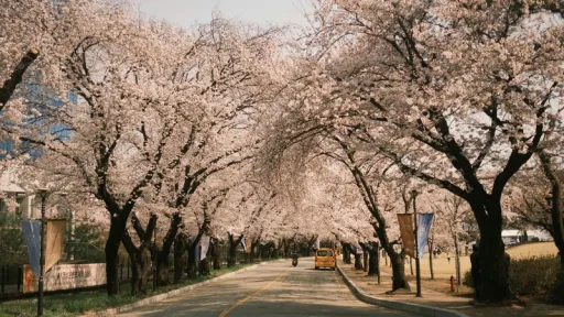 image for article Panduan Lengkap Festival Sakura Jinhae Korea Selatan 2026: Lokasi Terbaik & Cara ke Sana