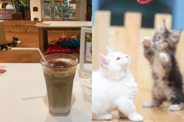 kafe kucing indonesia