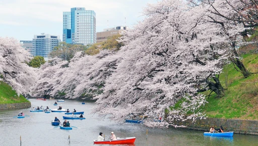 image for article Bunga Sakura Di Jepang Diperkirakan Mekar Lebih Awal