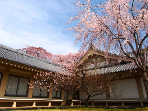 image for article 8 Tempat Wisata Jepang Saat Musim Semi yang Wajib Dikunjungi