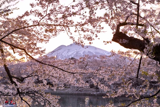image for article Prediksi Jadwal Sakura Jepang 2018: Kapan dan Dimana