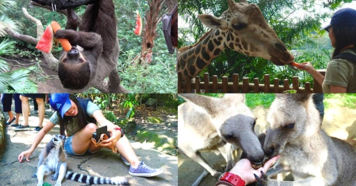 image for article 5 Hal yang Kebun Binatang Singapura Lakukan Lebih Baik Dari Zoo Lain