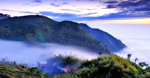 image for article Serba Serbi Wisata Ke Alishan, Wilayah Pegunungan Cantik Di Taiwan