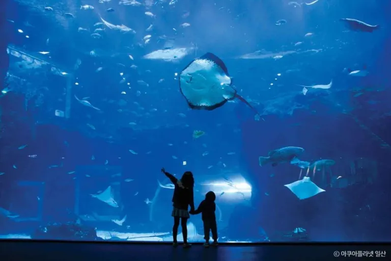 Wisata di Goyang, Korea Selatan - Aqua Planet ILSAN