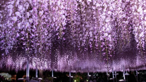 The Great Wisteria Festival 2026, Panduan Menikmati Wisteria Berusia 160 Tahun di Ashikaga, Jepang image for article The Great Wisteria Festival 2026, Panduan Menikmati Wisteria Berusia 160 Tahun di Ashikaga, Jepang