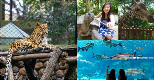 image for article 15 Kebun Binatang Di Singapura Untuk Dikunjungi Animal Lover Sejati!