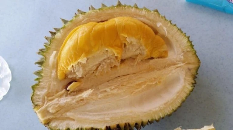 durian di malaysia