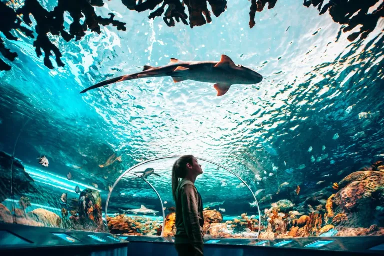 Wisata Toronto, Kanada - Ripley&rsquo;s Aquarium of Canada