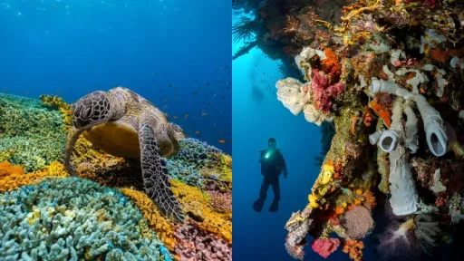 image for article Spot Diving Terbaik di Filipina: Surga Bawah Laut yang Wajib Masuk Bucket List Kamu!