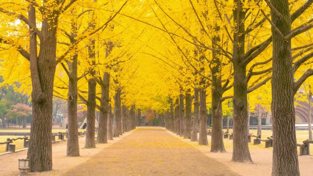 9 Aktivitas Seru di Nami Island, Korea Selatan Untuk Liburan yang Tak Terlupakan