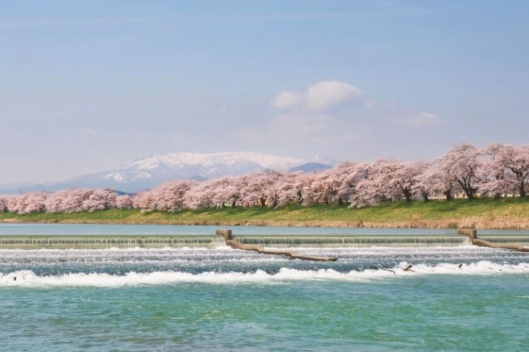 cherry blossom season japan 2024