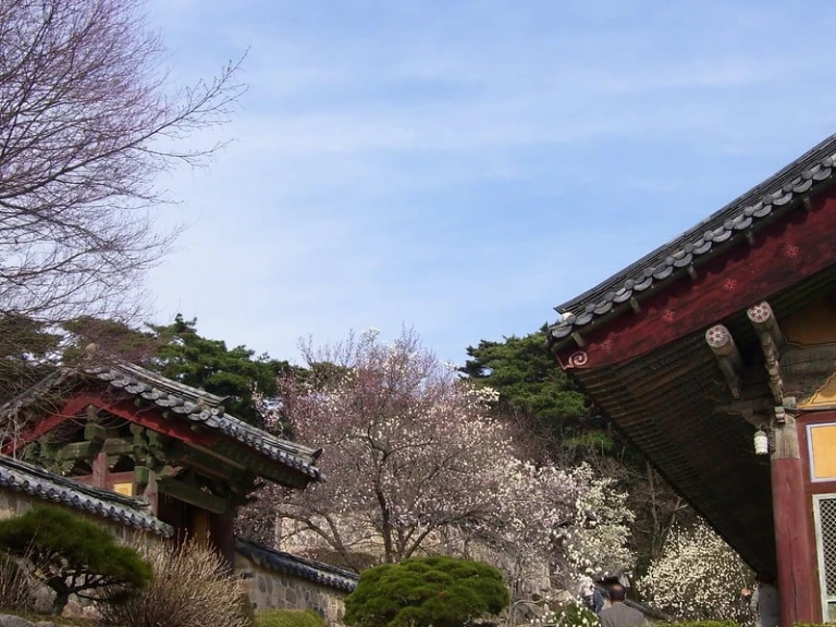 south korea cherry blossom 2024