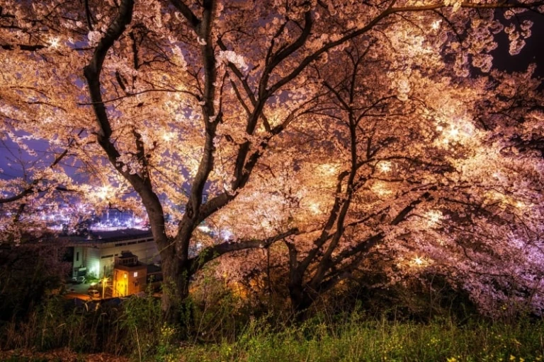 south korea cherry blossom 2024