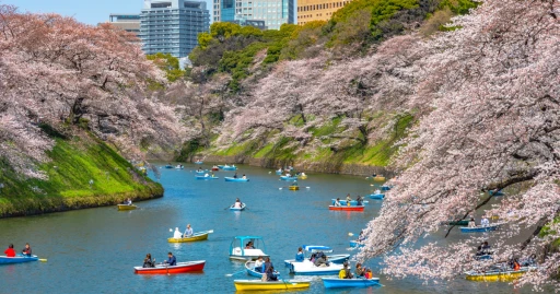 image for article Musim Semi di Jepang: Tanggal Prediksi Mekarnya Bunga Sakura Terbaru Tahun 2024