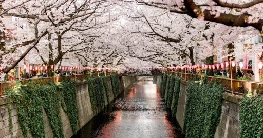 image for article Mengenal Hanami dan Hal-hal Yang Tidak Boleh Dilakukan Saat Melihat Bunga Sakura di Jepang