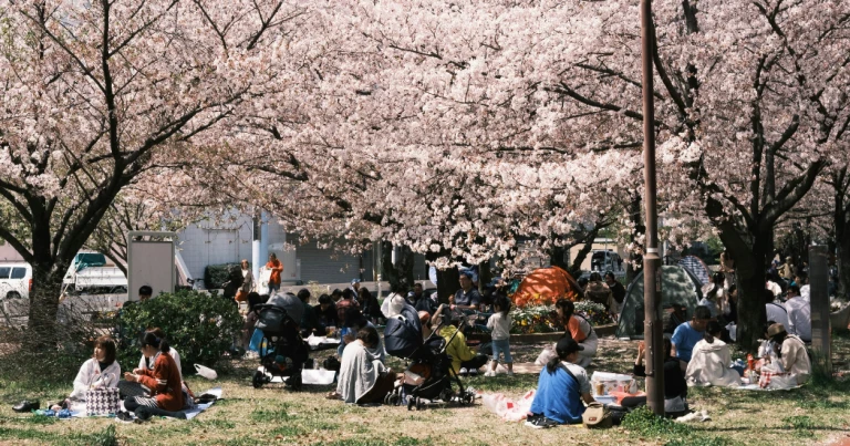 Mengenal Hanami dan Hal-hal Yang Tidak Boleh Dilakukan Saat Melihat Bunga Sakura di Jepang